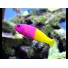 Pseudochromis Paccagnellae